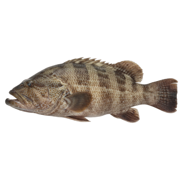 Grouper