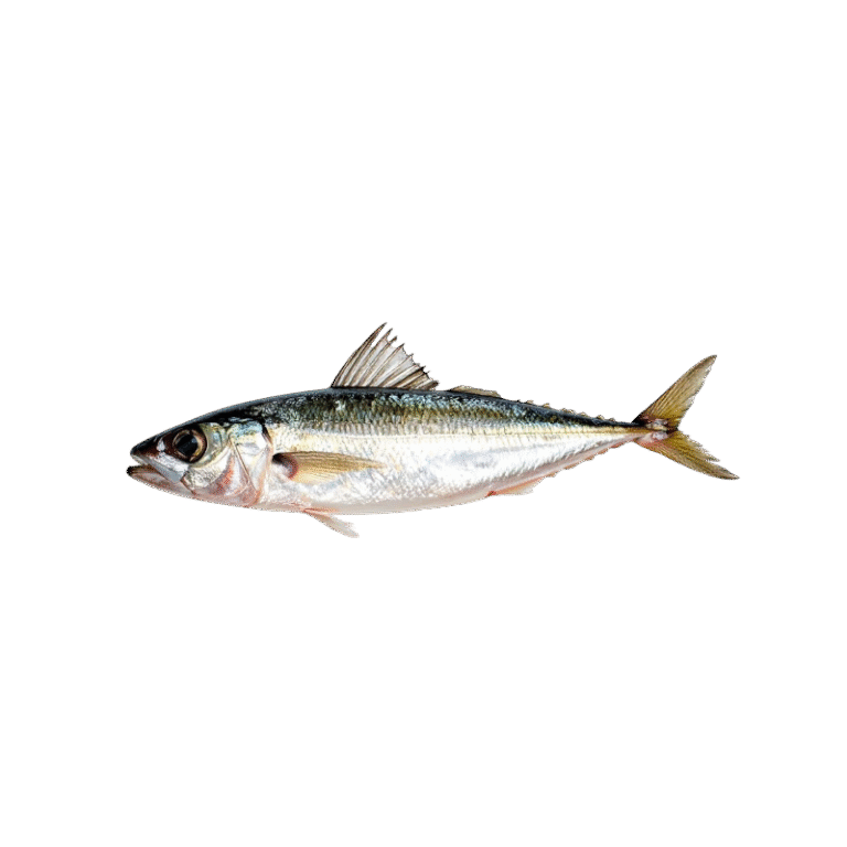 Indian Horse Mackerel