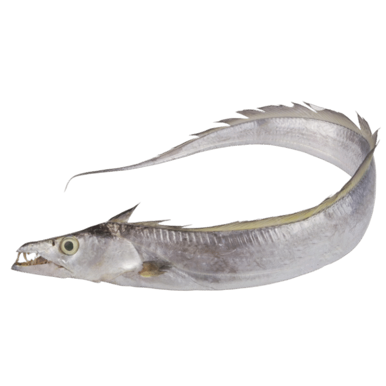 Largehead Hairtail