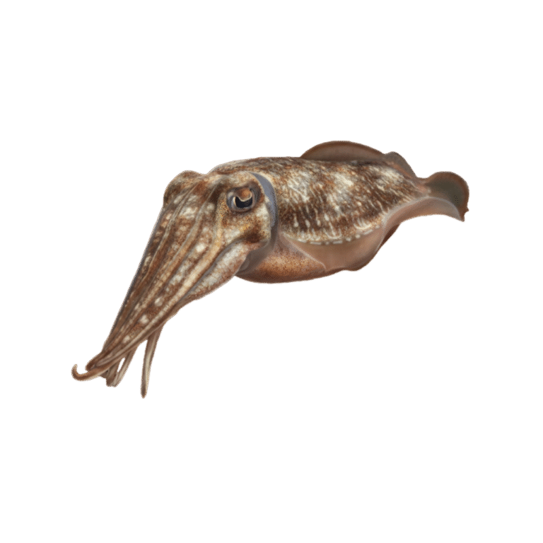 Pharaoh Cuttlefish