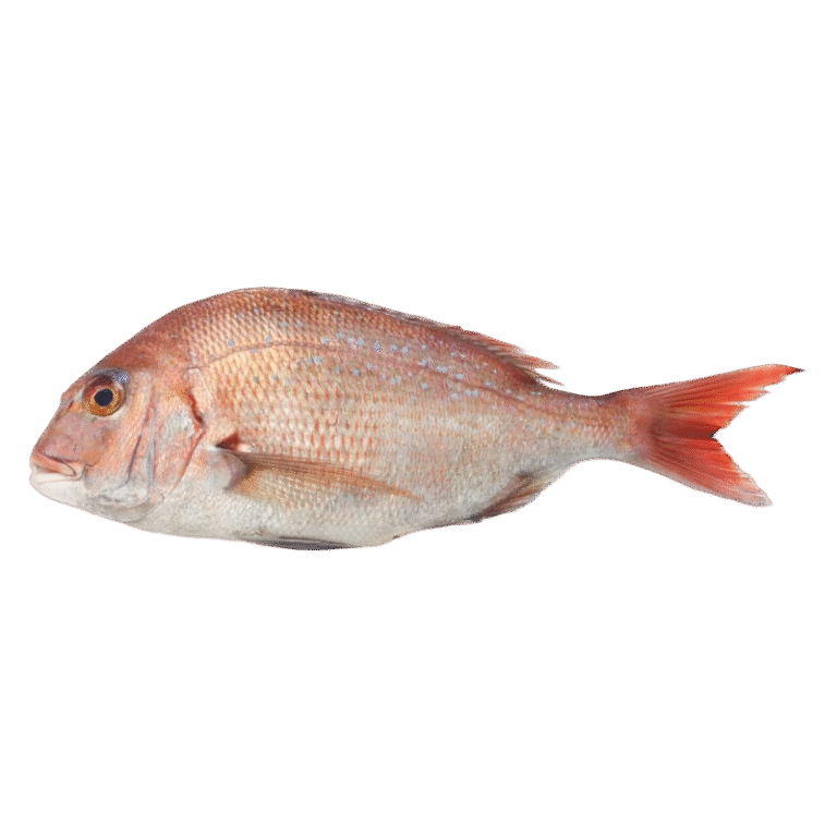 Red Seabream