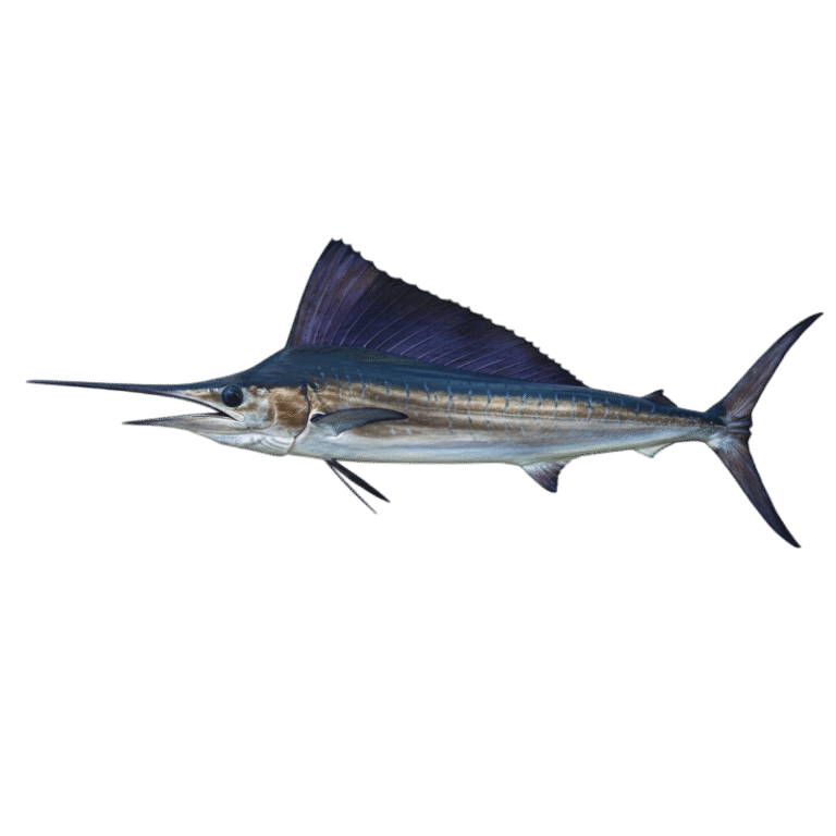 Sailfish
