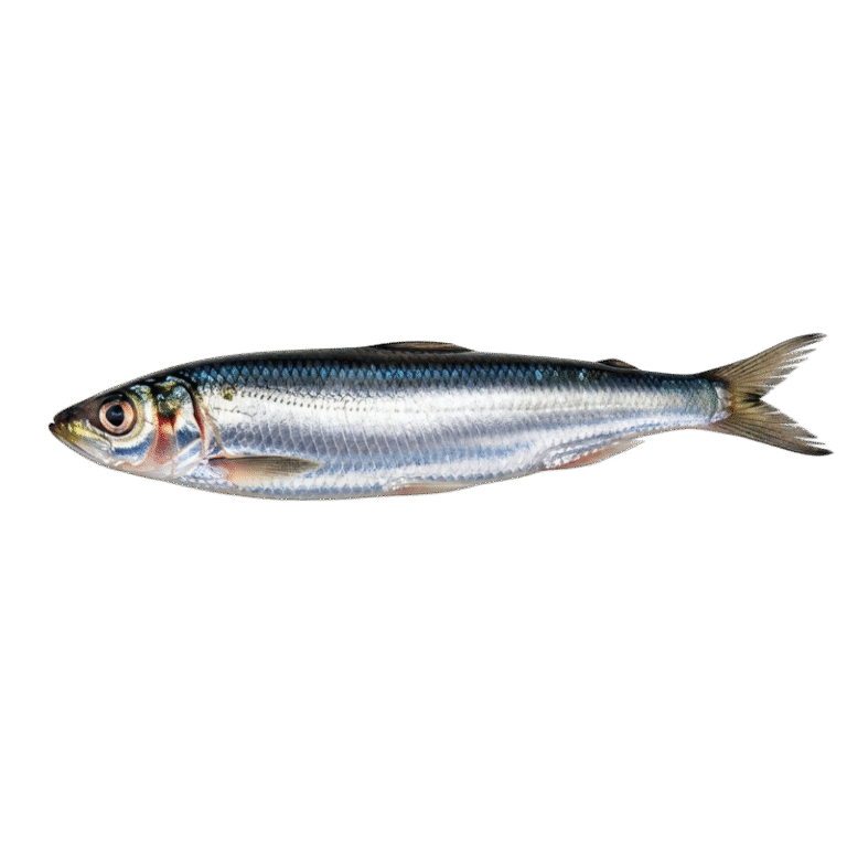 Sardine