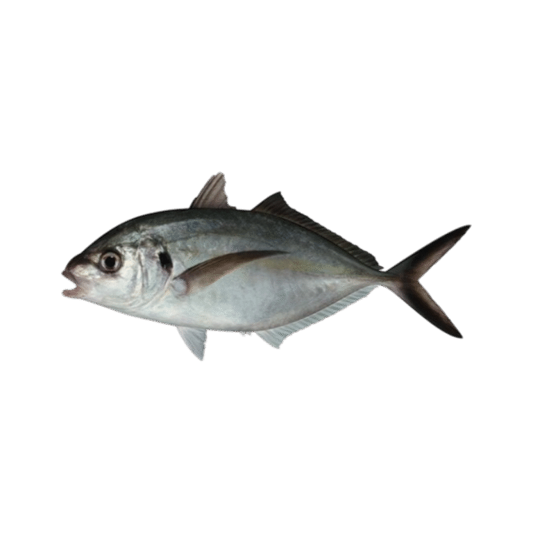 Silver Trevally