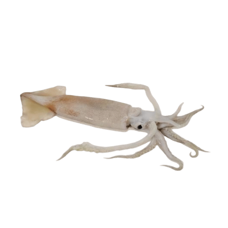 Indian Squid
