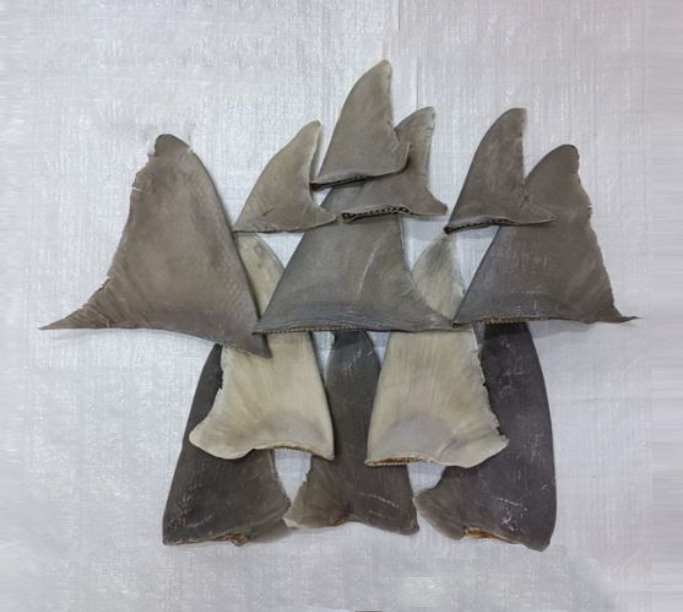 زعانف القرش الرملي