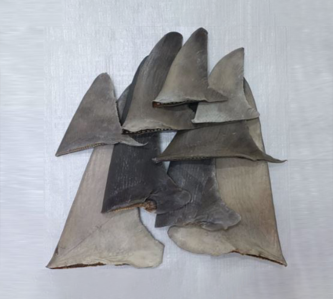 زعانف القرش النمر