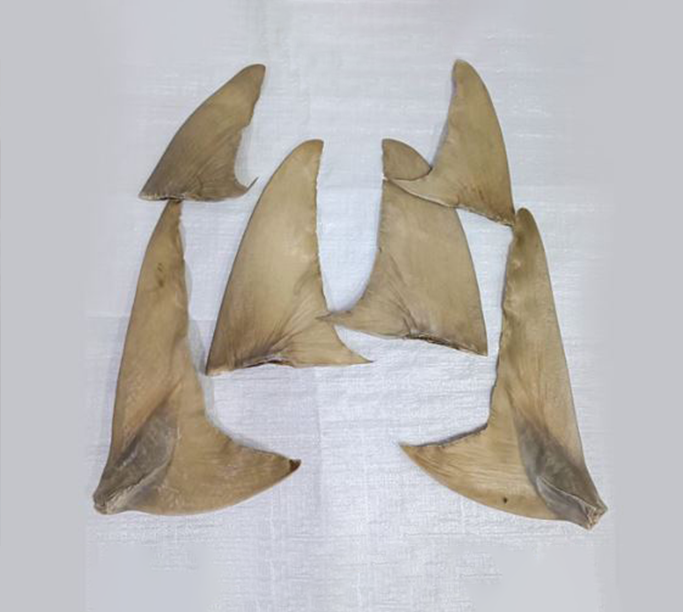 الزعانف البيضاء