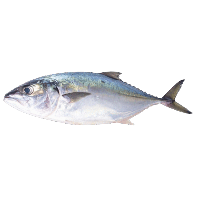 Bigeye Trevally