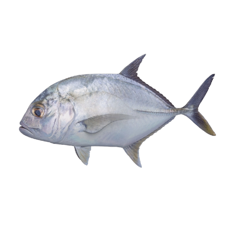 Blacktip Trevally