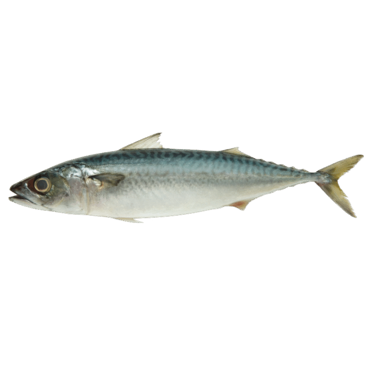 Chub Mackerel