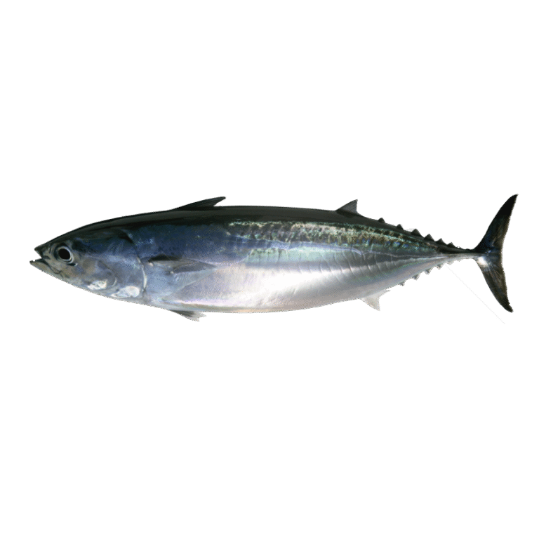 Frigate Tuna