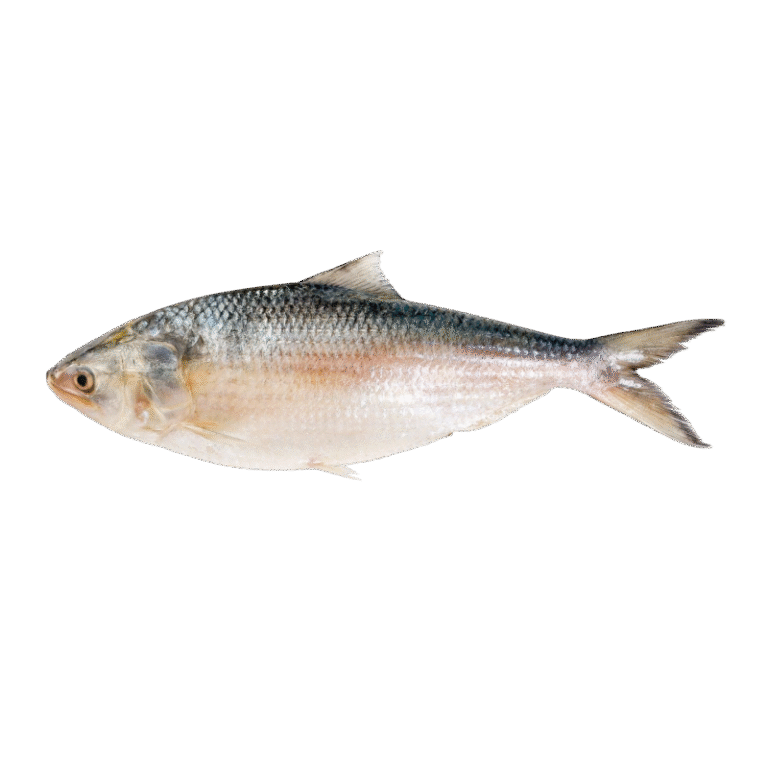 Hilsa Shad