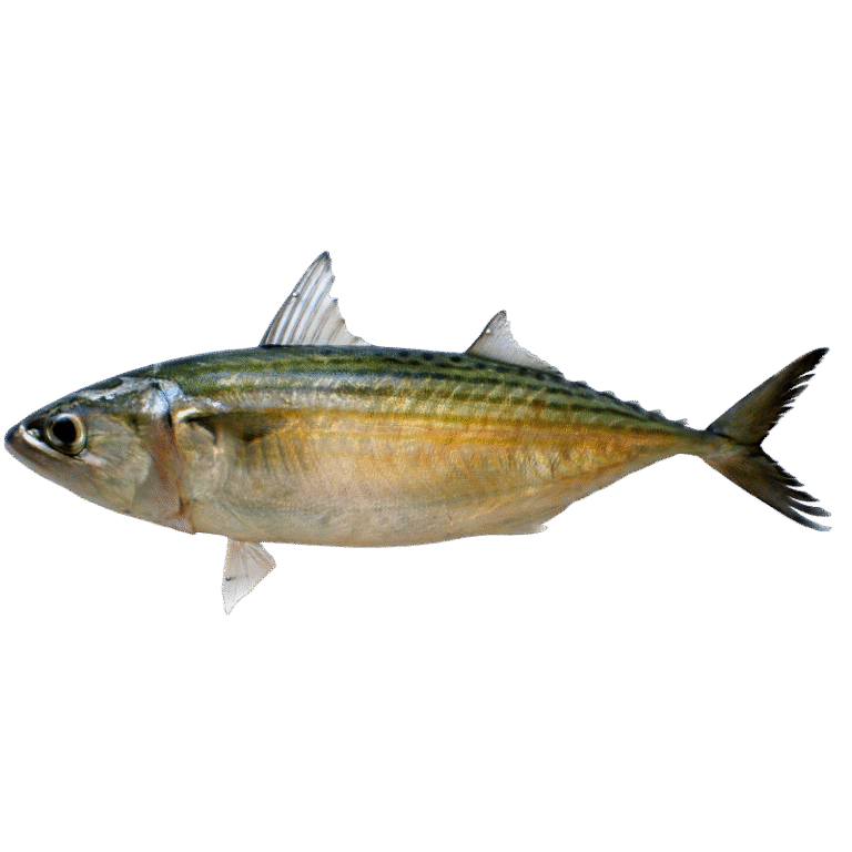 Indian Mackerel