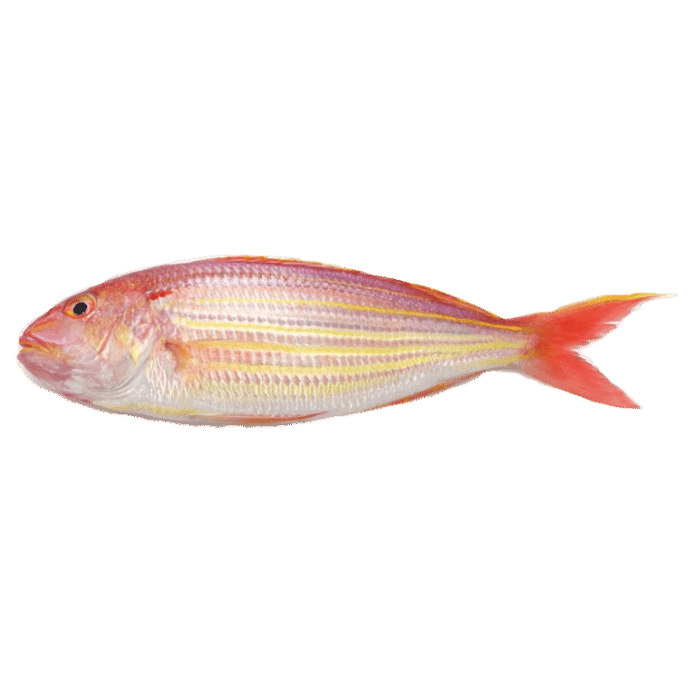 Japanese Threadfin Bream