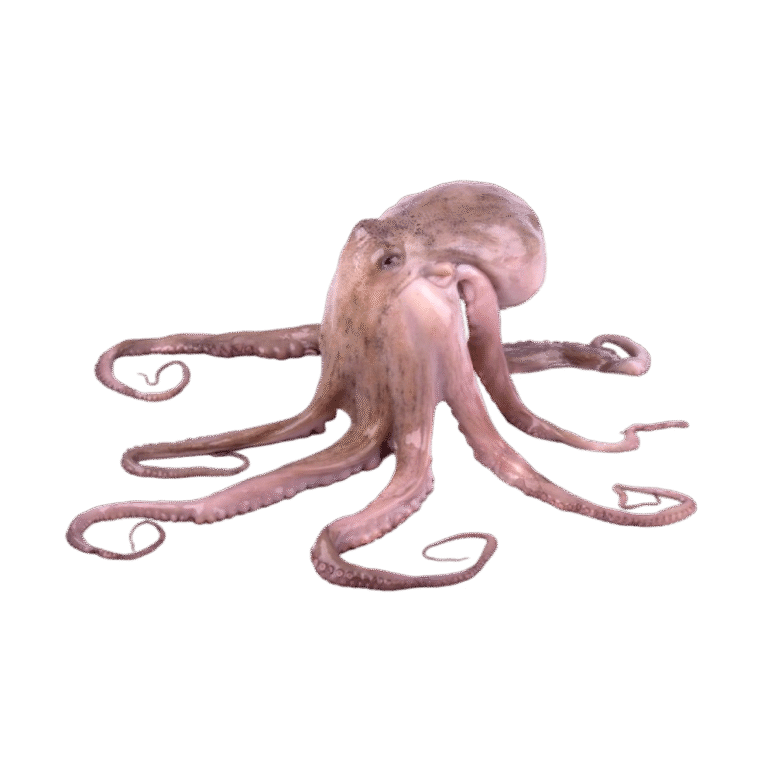 Octopus