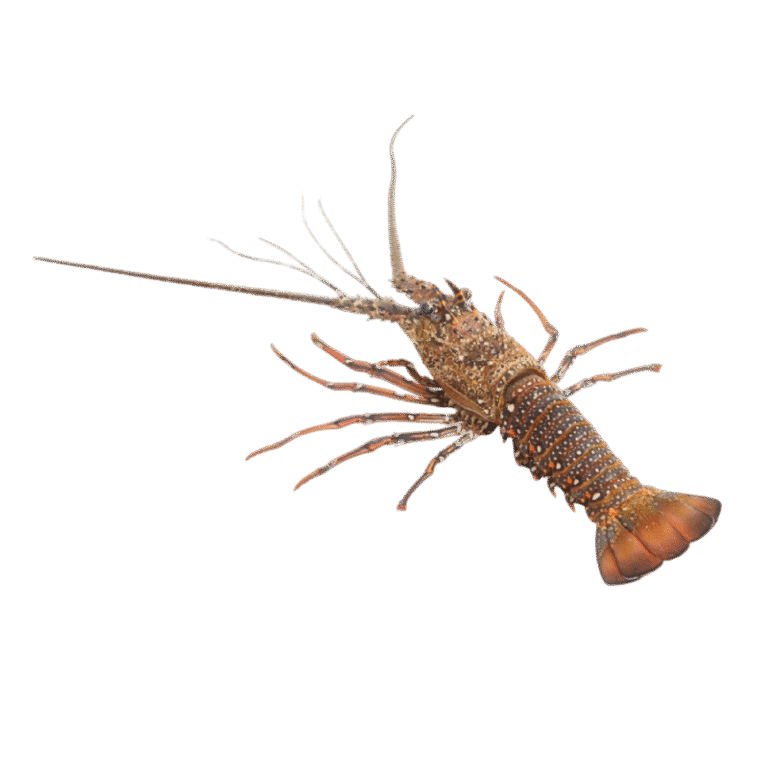 Scalloped Spiny Lobster