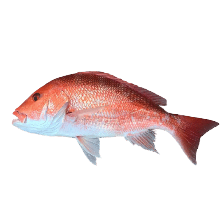 Red Snapper
