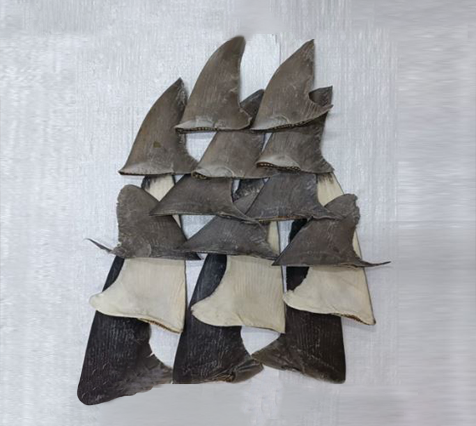 زعانف القرش الحريري