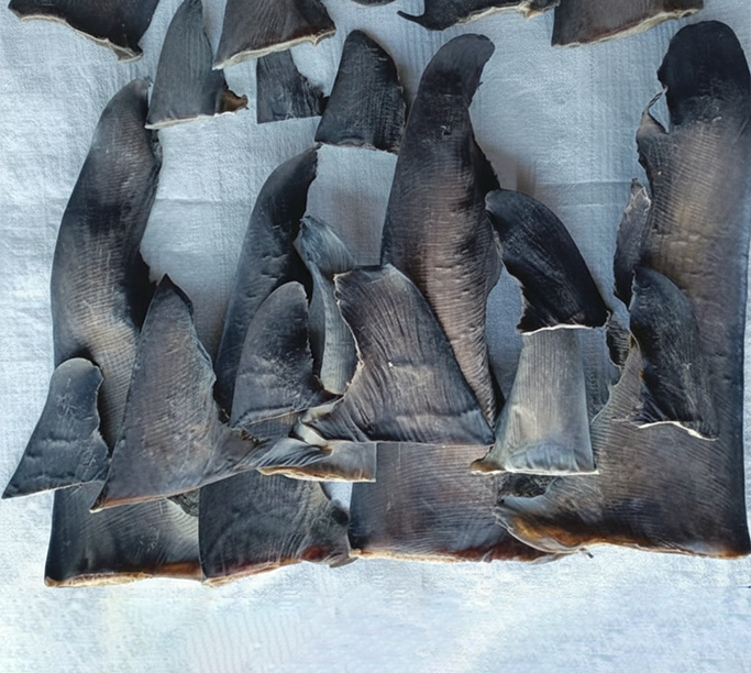 زعانف القرش أبو منجل