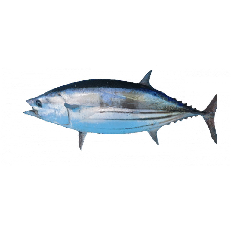Skipjack Tuna